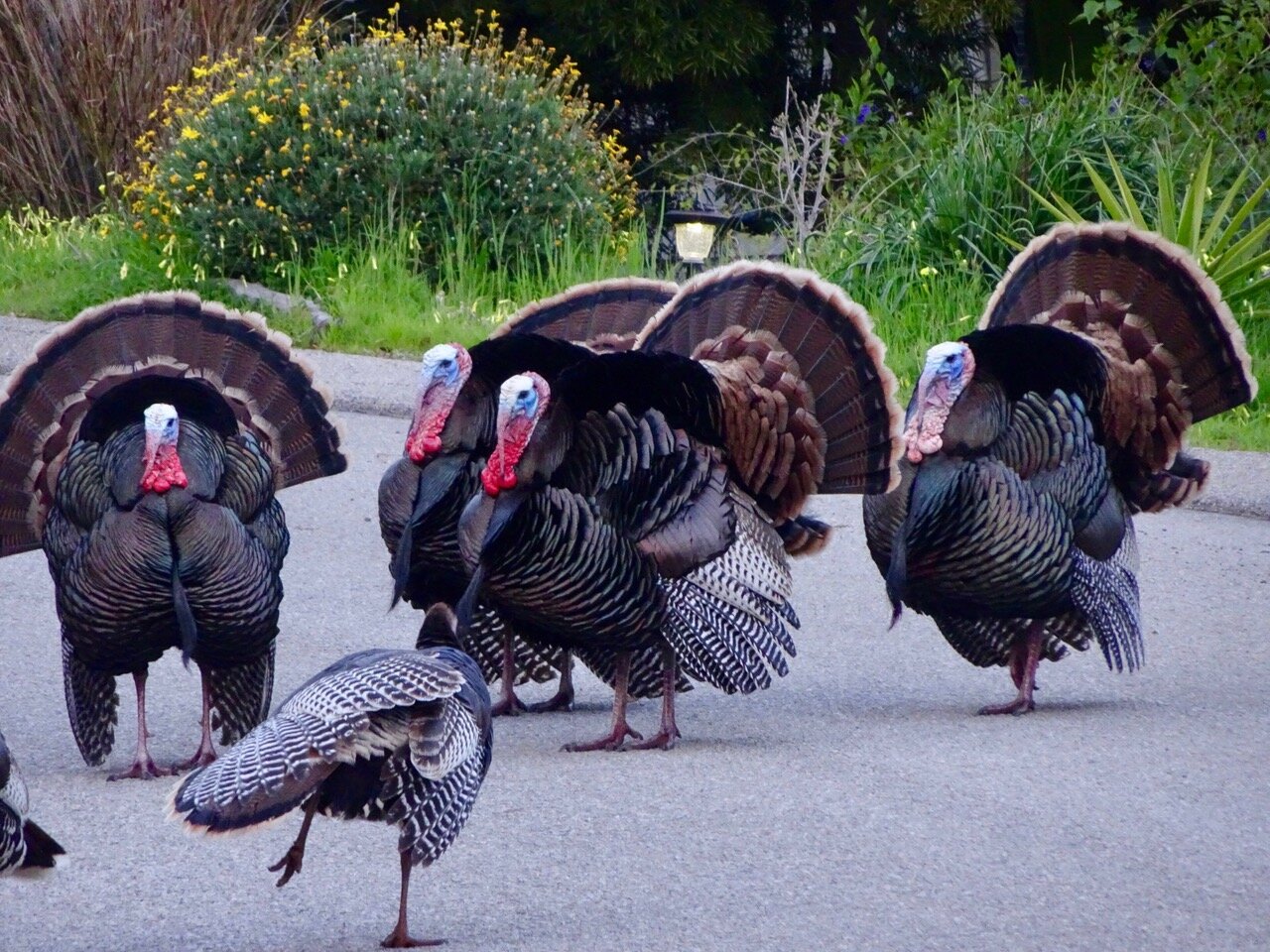 Cambria’s annual spring time parade