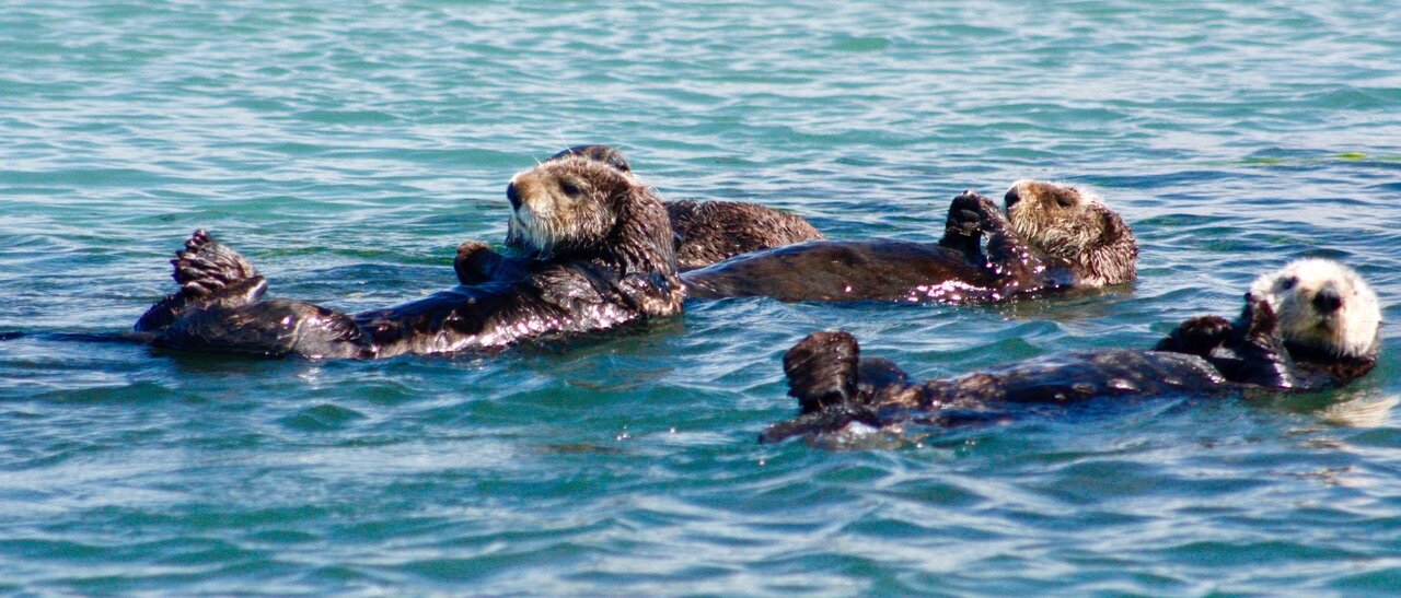 Otters